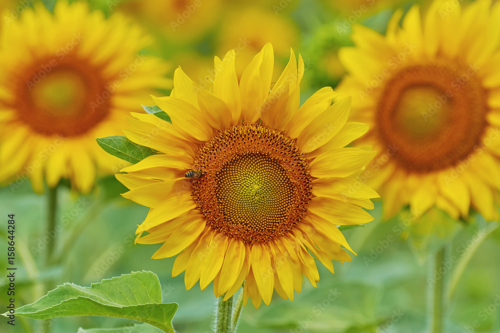 Blooming Sunflower