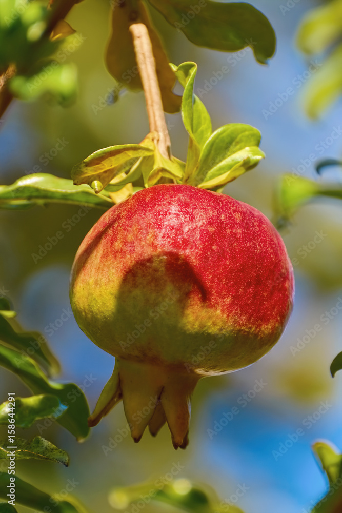 Fruit of Punica Granatum Fruit of Punica Granatum