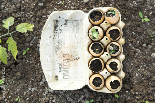 Seedlings, sprout grow in the eggshell. Greenhouse photo