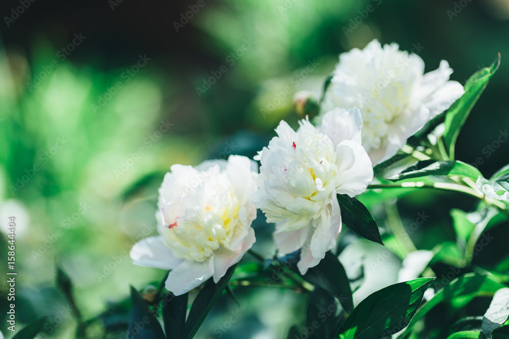 Tinted photo of white peonies in summer garden Tinted photo of white peonies in summer garden