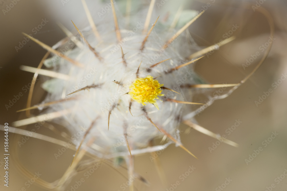 Macro photography of a wild plant in spring.