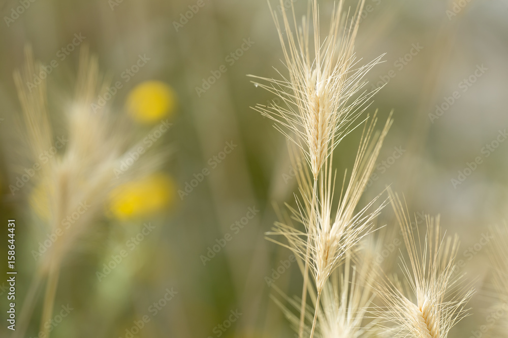 Macro photography of a wild plant in spring. Macro photography of a wild plant in spring.