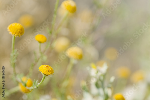 Macro photography of a wild plant in spring. © FRANCISGONSA