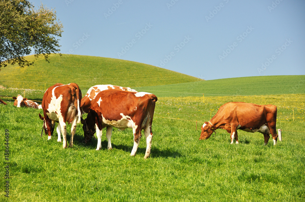 Cows in Emmental region, Switzerland Cows in Emmental region, Switzerland
