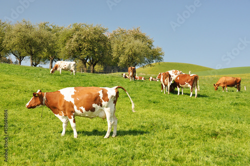 Cows in Emmental region, Switzerland