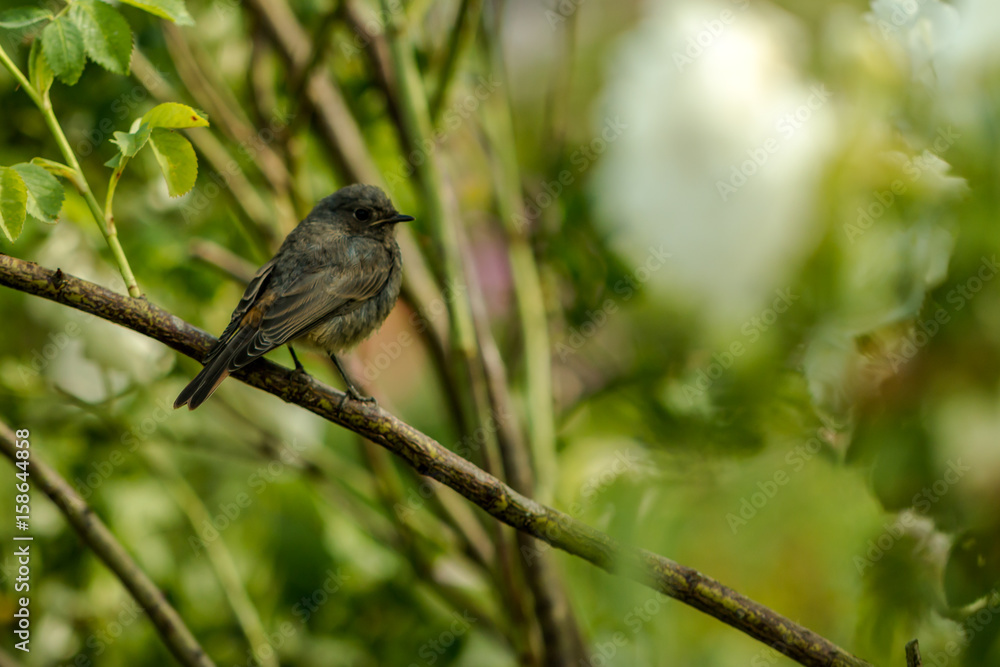 Fototapeta premium little bird on a branch in natural environment