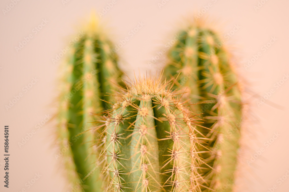 Obraz premium Close up Cactus