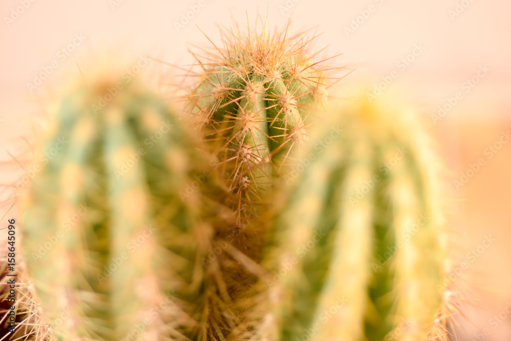 Obraz premium Close up Cactus