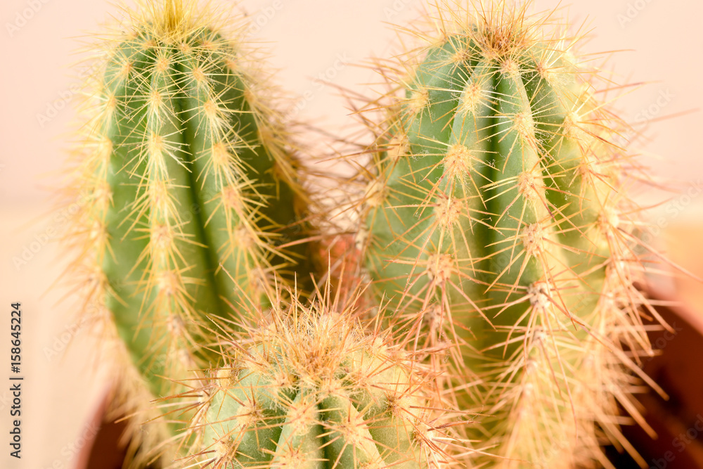 Close up Cactus Close up Cactus