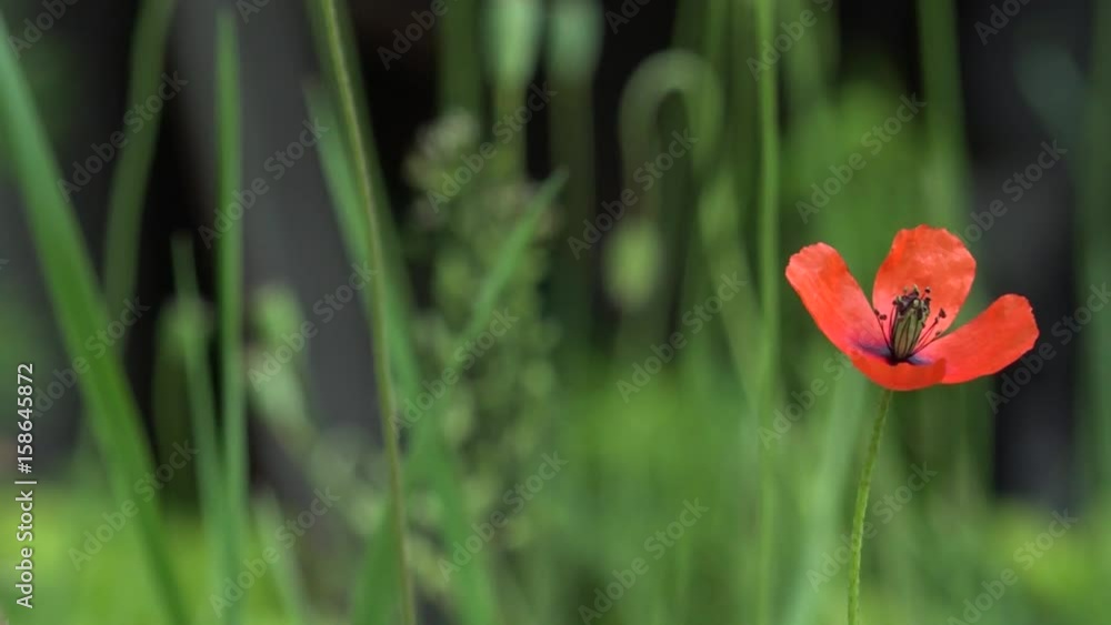 Beautiful, gentle, field poppy.Red poppy on a green background. Beautiful, gentle, field poppy.Red poppy on a green background.