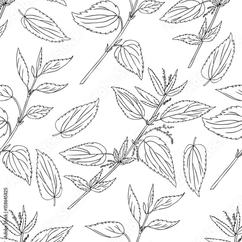 Seamless floral pattern, Nettle wild field flower isolated on white background, hand drawn sketch vector doodle, line art illustration Urtica dioica for design package tea, cosmetics, natural medicine