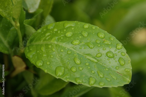 Nach dem Regen