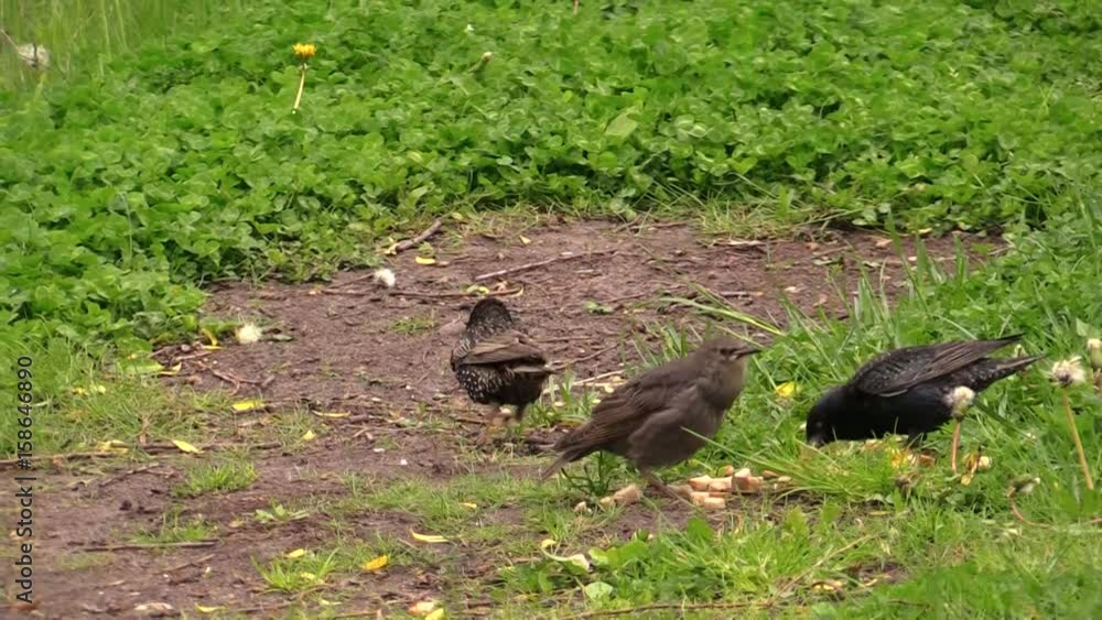 Starling feeding Chicks grown on a green lawn in the Park. Starling feeding Chicks grown on a green lawn in the Park.