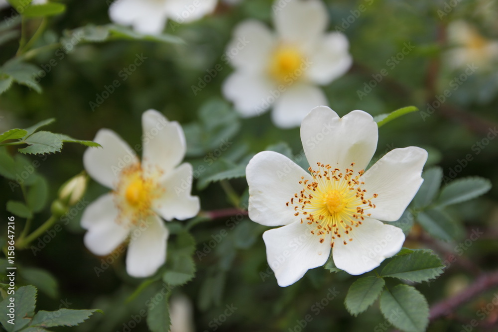 The first flowers with the smell of happiness The first flowers with the smell of happiness