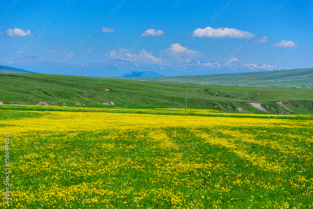 Amazing landscape with yellow field flowers, Armenia