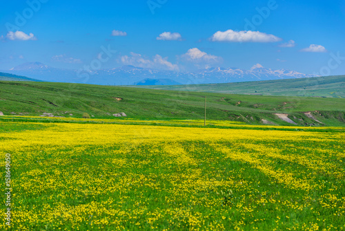 Amazing landscape with yellow field flowers, Armenia