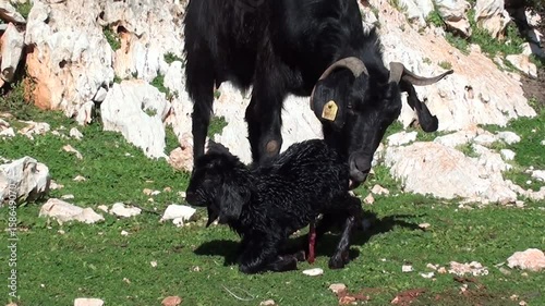 Newborn goatling and  nanny-goat photo