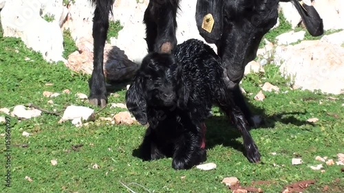 Newborn goatling and  nanny-goat photo