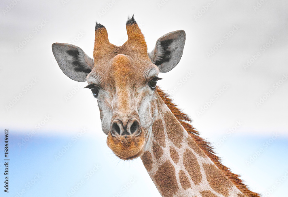 Obraz premium Giraffe close up