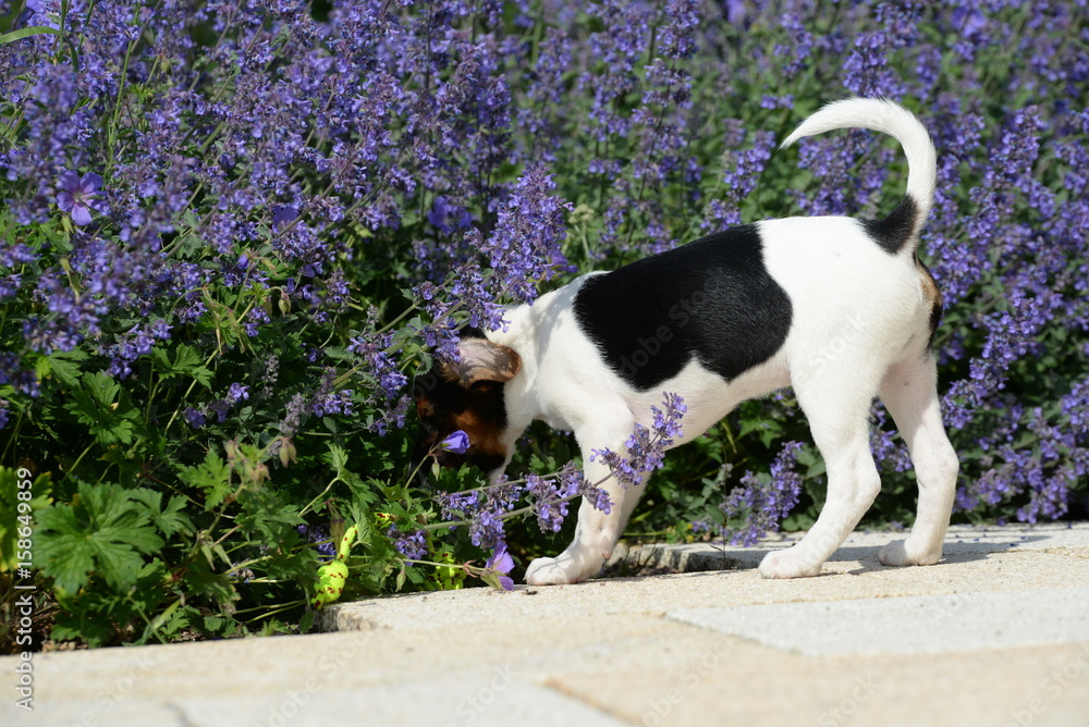 neugieriger Welpe, kleiner Terrierwelpe steckt Kopf zwischen lila Blüten