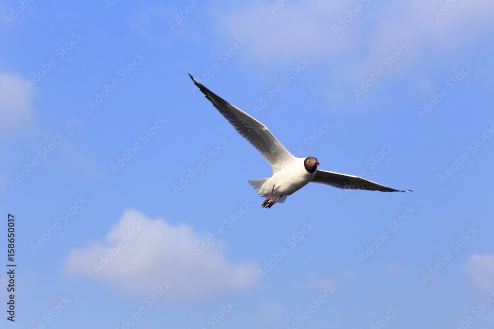 flying seagull in the blue sky at bangpoo resort, samut prakan, thailand flying seagull in the blue sky at bangpoo resort, samut prakan, thailand
