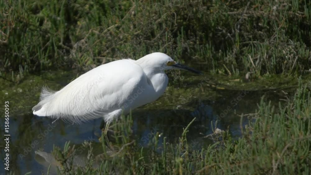 Snowy white Egret feeding Snowy white Egret feeding