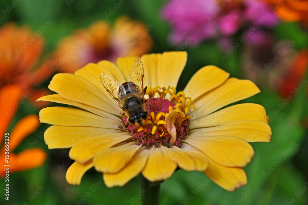 A bee is sitting on a yellow flower in the garden. A bee is sitting on a yellow flower in the garden.