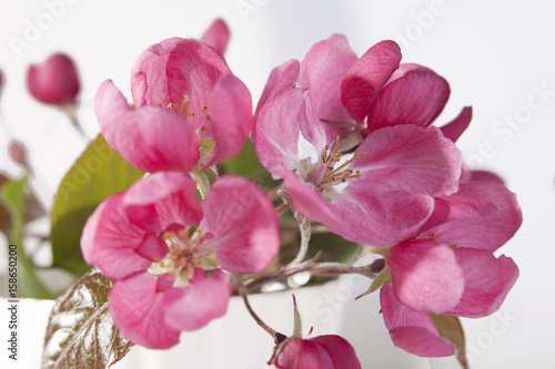 the Flowers of an apple-tree of Nedzvetsky (Malus niedzwetzkyana Dieck) in the cap