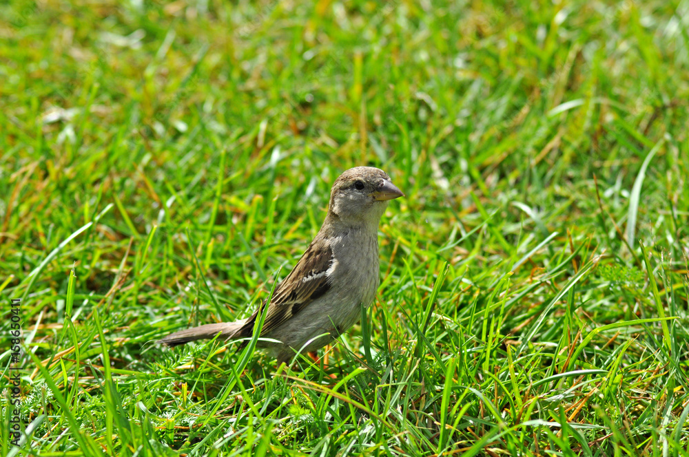 Sparrow with colored feathers sitting in the green grass in the summer sun. Sparrow with colored feathers sitting in the green grass in the summer sun.