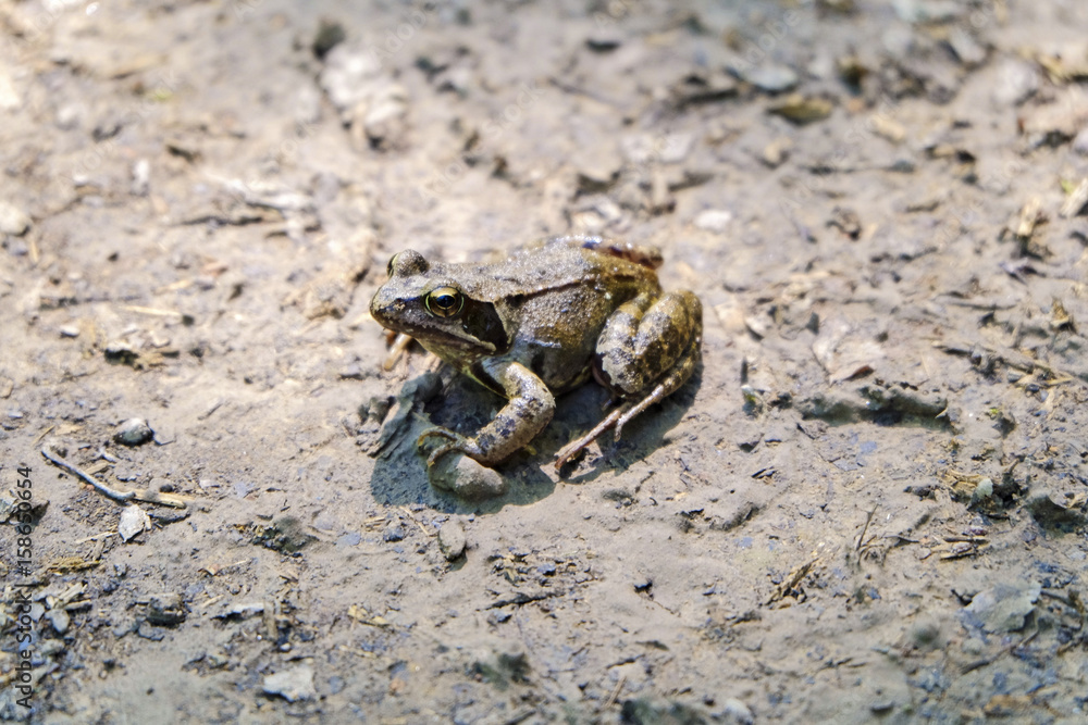 Un crapaud. Un crapaud.