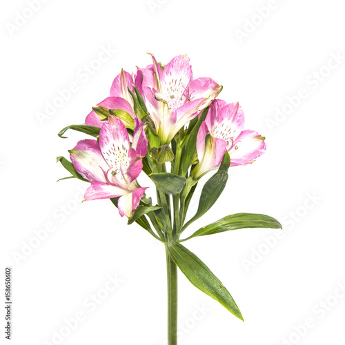 Alstromeemia flower on a white background