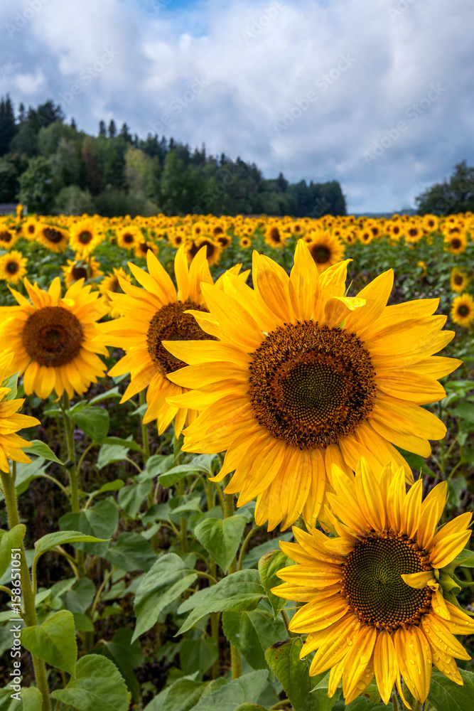 Fototapeta premium Field of sunflowers, big flowers on foreground