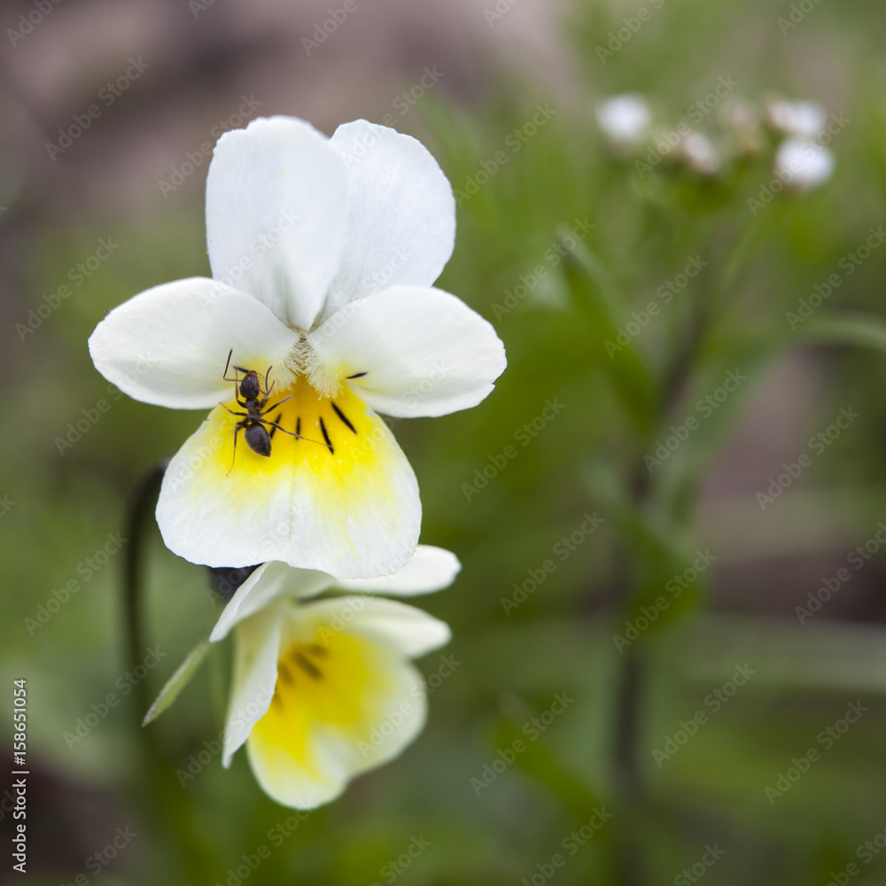 VIOLA SORORIA ALBIFLORA. VIOLA PAPILIONACEA with ant VIOLA SORORIA ALBIFLORA. VIOLA PAPILIONACEA with ant