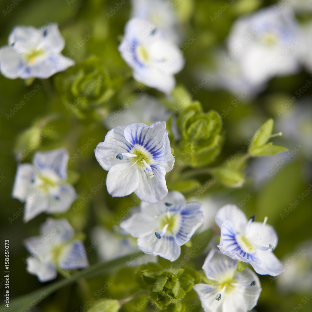 the Blue ivy leaved speedwell Veronica hederifolia ssp hederifolia flowering plant