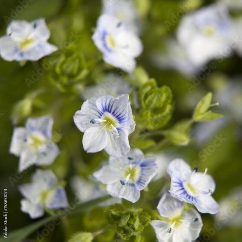the Blue ivy leaved speedwell Veronica hederifolia ssp hederifolia flowering plant