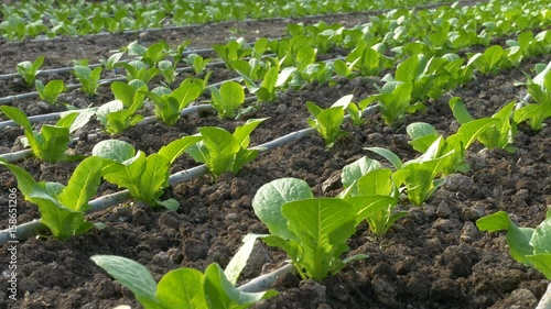 rows of lettuce plants in greenhouse