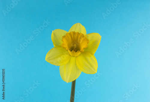 Fototapeta Naklejka Na Ścianę i Meble -  narcissus