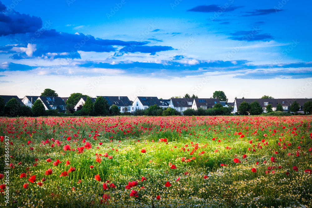 Naklejka premium Mohnblumenwiese mit Einfamilienhäusern im Hintergrund - The Poppy Field