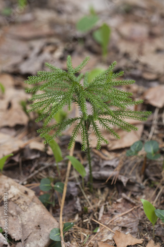 Ground pine (lycopodium) isonaled on a blurry pine forest ground.