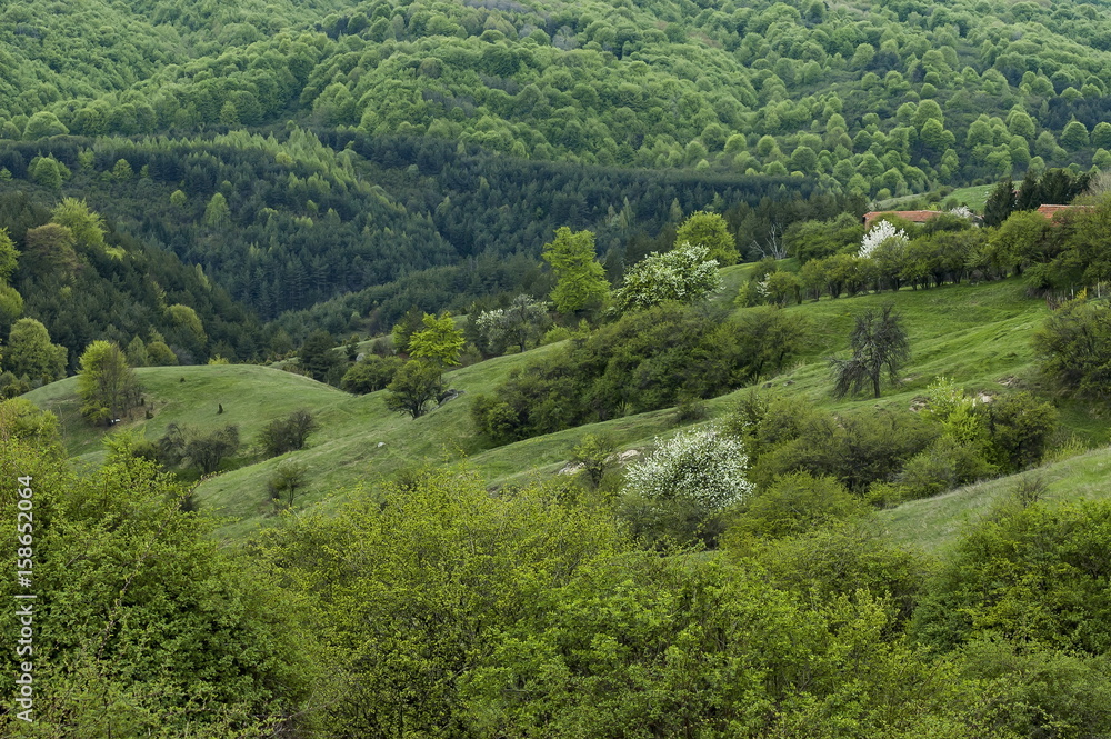 Residential district of bulgarian village Plana in forest and various trees with new leaf and blossom at springtime, Plana mountain, Bulgaria 