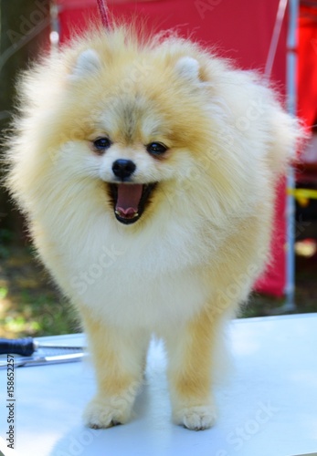 Pomeranian spitz. Decorative dog breed. pom pom