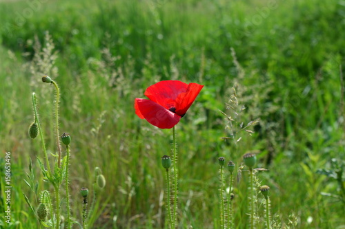 A lone poppy in a green field