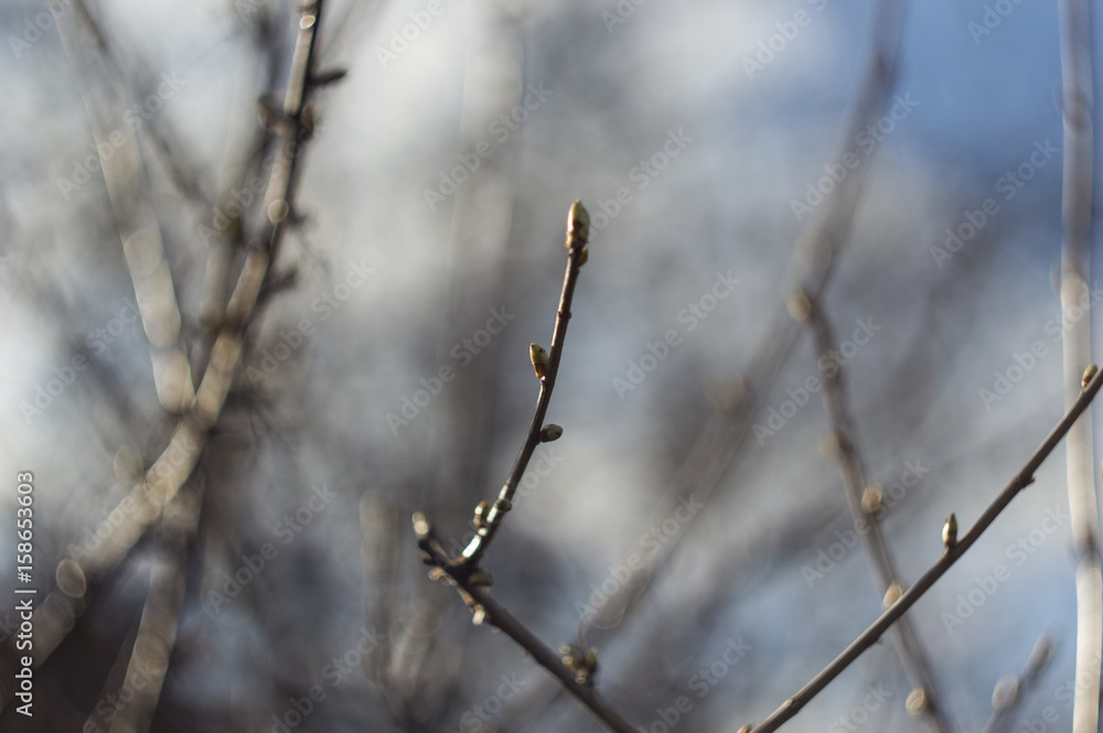 Branch with buds blurred background