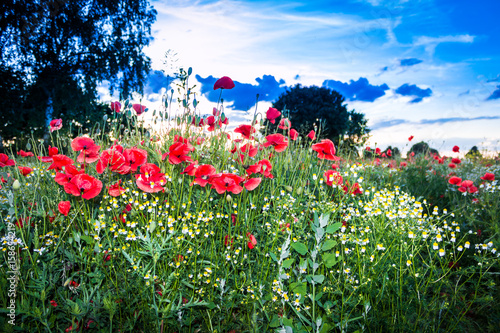 Mohnblumenwiese - The Poppy Field