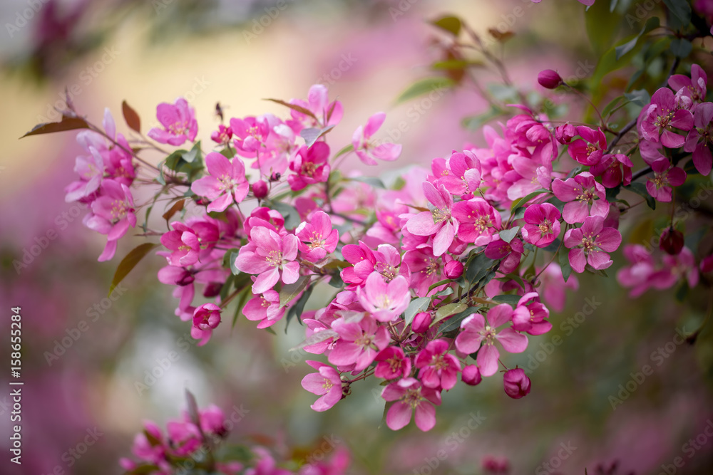 Purple blossom Hall crabapple (Malus halliana) background 