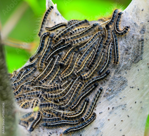 Swarm of hatching Eastern Tent Caterpillars