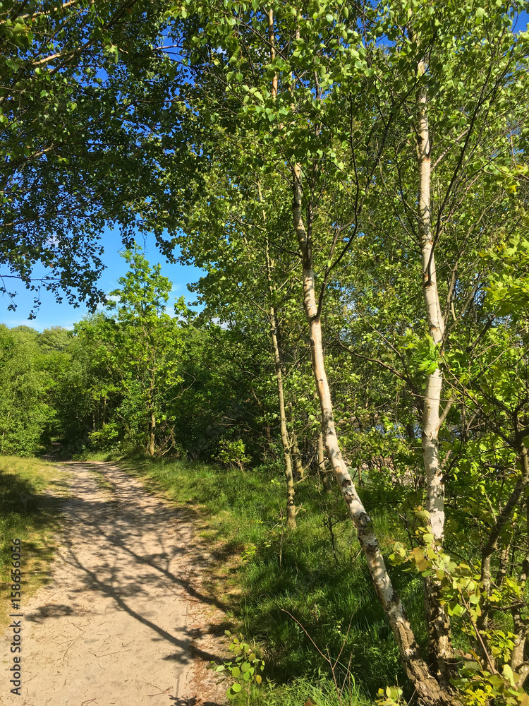 Fototapeta premium spring birches