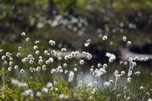 Romantic wool grass in the black moor photo