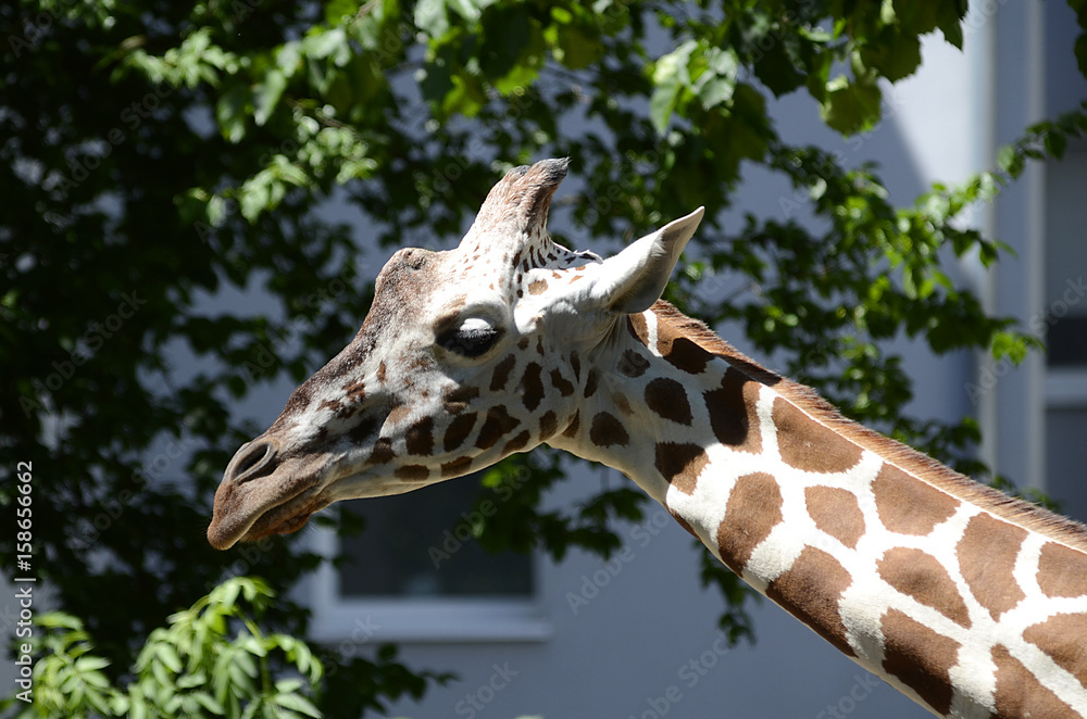 Obraz premium Giraffe