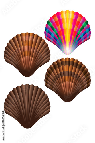 shell seashell sea beach ocean nature illustration colored brown marine isoled